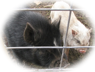 Porky & Bess
